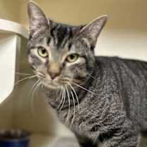 Thumbnail photo of Cosmo Star (Cat Cafe) #2