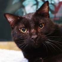 Thumbnail photo of Kerchak #1