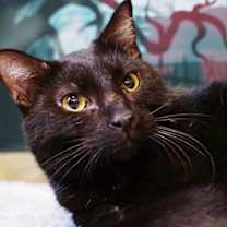 Thumbnail photo of Kerchak #2