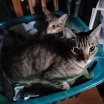 Thumbnail photo of Jake #4