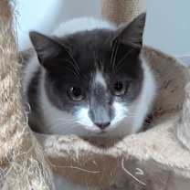 Thumbnail photo of Cirra #4