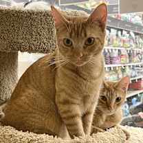 Thumbnail photo of Valencia (Orange) #1