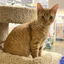 Thumbnail photo of Valencia (Orange) #2