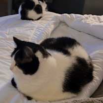 Thumbnail photo of Aries & Remy #3