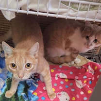 Thumbnail photo of Wilbur #2