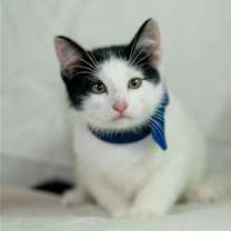 Thumbnail photo of Thorfinn #1