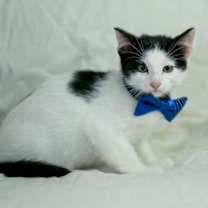 Thumbnail photo of Thorfinn #4