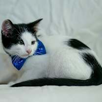 Thumbnail photo of Thorfinn #3