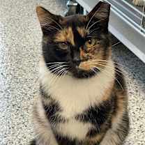 Thumbnail photo of AGATHA #1