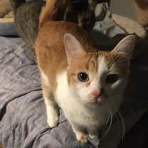 Thumbnail photo of Buttercup bonded with Shelley #2