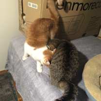 Thumbnail photo of Shelley bonded with Buttercup. #2