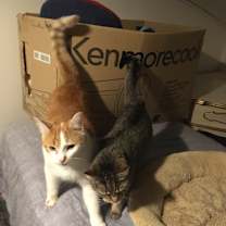 Thumbnail photo of Shelley bonded with Buttercup. #4