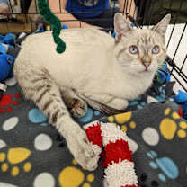 Thumbnail photo of Lexie #4