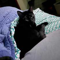 Thumbnail photo of Boba #2