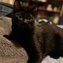 Thumbnail photo of Boba #3