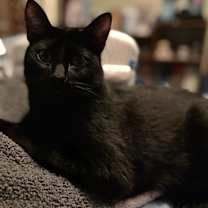 Thumbnail photo of Boba #4