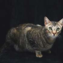 Thumbnail photo of Balthazar #2