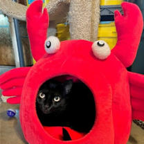 Thumbnail photo of Cora #2