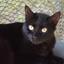 Thumbnail photo of Cora #4