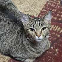 Thumbnail photo of Roo #1