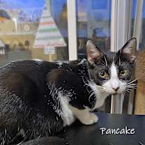 Thumbnail photo of Pancake #4