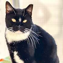 Thumbnail photo of TYLER Cat #1