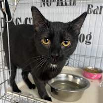 Thumbnail photo of Jasmine #1