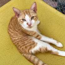 Thumbnail photo of Lonnie #2