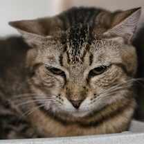 Thumbnail photo of Hocus #1