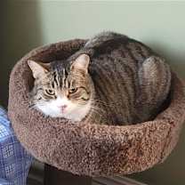 Thumbnail photo of Theodore #2