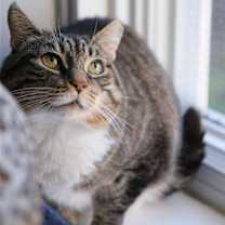 Thumbnail photo of Theodore #3