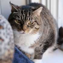 Thumbnail photo of Theodore #4