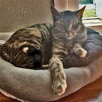 Thumbnail photo of Pepper #3