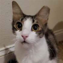 Thumbnail photo of Carlii #3