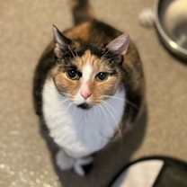 Thumbnail photo of Shiloh #1