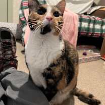 Thumbnail photo of Shiloh #2
