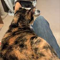 Thumbnail photo of Shiloh #3