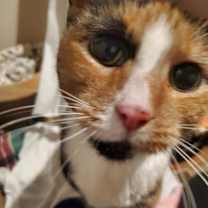 Thumbnail photo of Shiloh #4