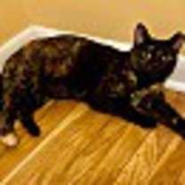 Thumbnail photo of Chelsea #4