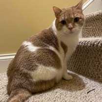 Thumbnail photo of Peaches* #2