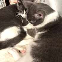 Thumbnail photo of Griffin and Reynolds #3