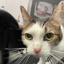 Thumbnail photo of Phantom #3