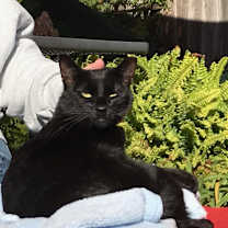 Thumbnail photo of BB Snuggles #1
