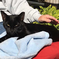 Thumbnail photo of BB Snuggles #2