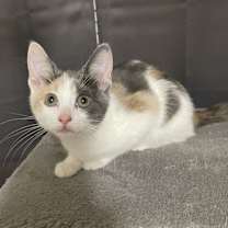 Thumbnail photo of Elsa #2