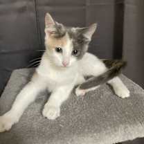 Thumbnail photo of Elsa #3