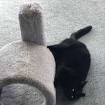 Thumbnail photo of BB Snuggles #3