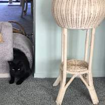 Thumbnail photo of BB Snuggles #4