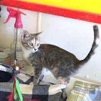 Thumbnail photo of HONEY #1