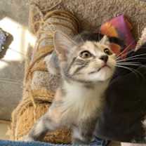 Thumbnail photo of HONEY #2